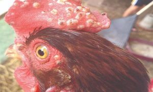 Tìm hiểu nguyên nhân cơ bản của căn bệnh đậu gà