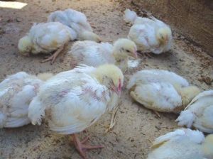 Phần lớn gà từ khoảng 1 - 12 tuần tuổi dễ nhiễm Gumboro
