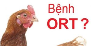Bệnh ORT là bệnh nguy hiểm nếu gà mắc phải